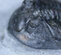 Large Mrakibina Trilobite - Long Genals #3904-2